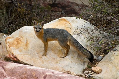 Gray Fox Animal Tracks And Signs By Beartracker Wildlife Tracking