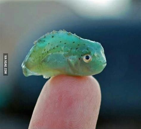 Cutest Fish Ive Ever See 9gag