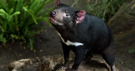 Four Tassie Devils Have Shown Immunity To Deadly Face Cancer Huffpost