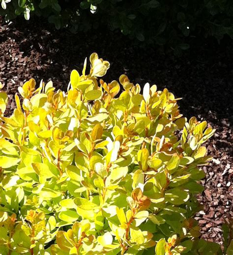 Plant Preview Patented Tiny Gold Barberry Grows Knee High