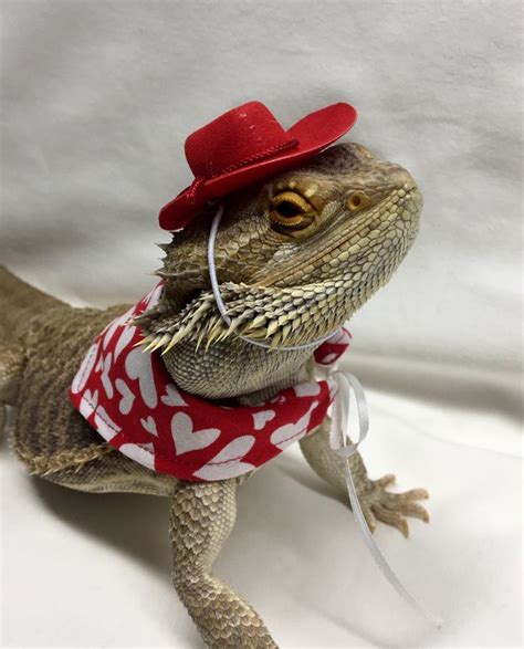 6 Collections Hd Bearded Dragon Outfits
