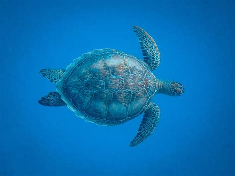 The Cosmic Symbolism Of The Sea Turtle — Ultra Unlimited