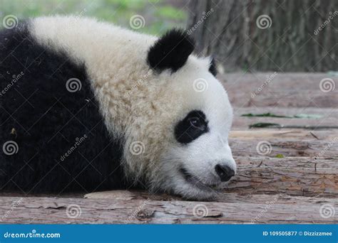 Close Up Giant Panda Fluffy Face China Stock Image Image Of Nature