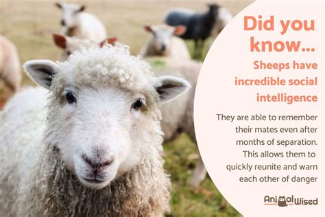 Surprising Facts About Sheep You May Not Know