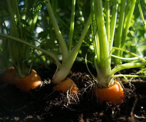 Growing Carrots Raised Bed Guide