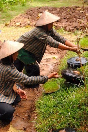 Indonesia Thriving Permaculture In Yogyakarta Gonomad Travel