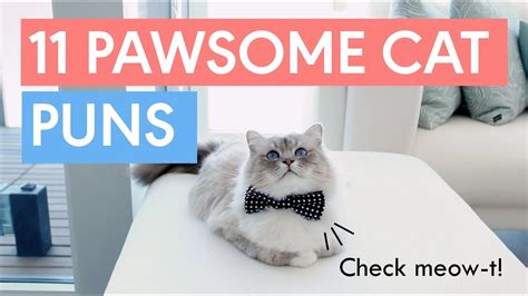 If a word contains the cat sound, we can make a silly cat pun: 11 Pawsome Cat Puns to Make Your Day! - YouTube