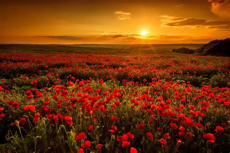 Poppy Field Sunset Wallpaper And Background Image 1687x1126 Id