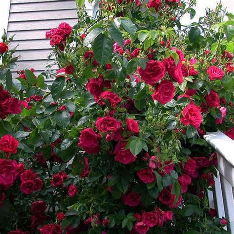 Blaze Climbing Rose Vines And Climbers Great Garden Plants