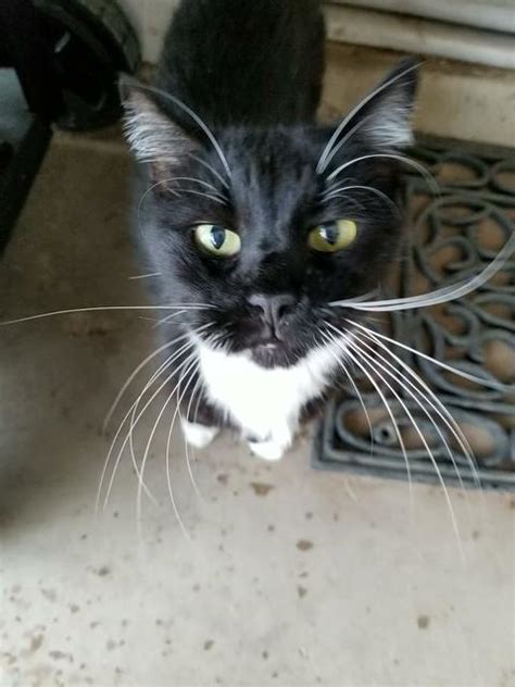 Lost Cat Domestic Medium Hair In Phoenix Az Lost My Kitty