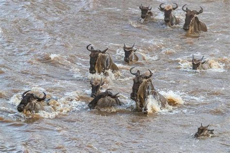 Wildebeest Crossing The Mara River Stock Photo Image Of Animals Game