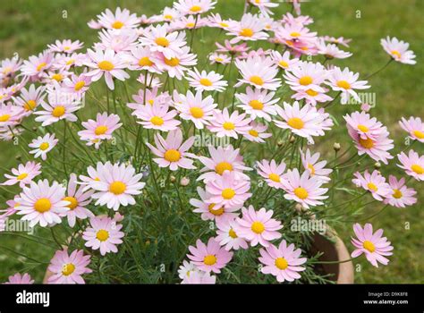 Argyranthemum Pink Daisy Like Flowers Stock Photo Alamy