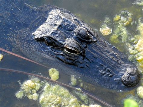 Facts About Alligators Live Science