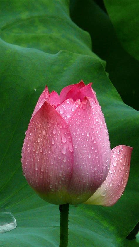 49 Lotus Flower Iphone Wallpaper