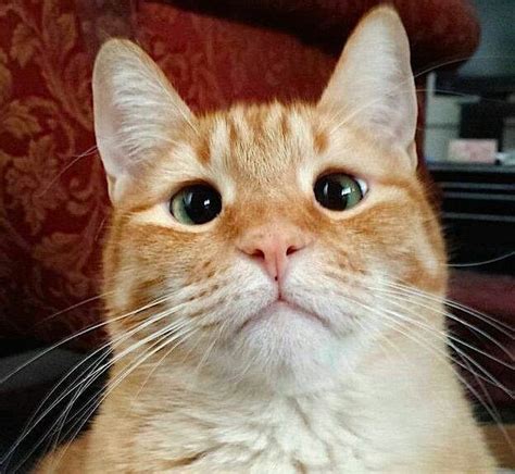 Jarvis P Weasley Saturday Night Selfie Orange Cats Cool Cats