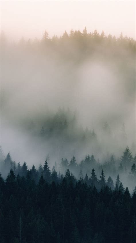 Mist Fog Pine Trees Nature 1080x1920 Wallpaper Forest Wallpaper