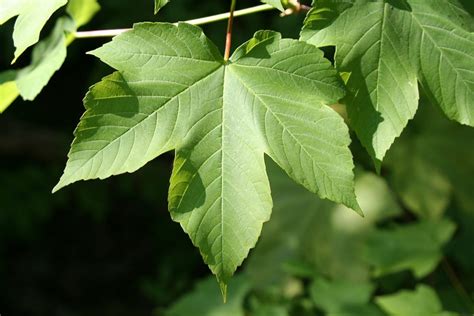 Sycamore Trees Trees For Sale In Ireland Hedgingie