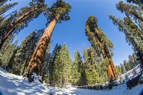 Sequoia Tree In Sequoia National Park During Winter California Stock
