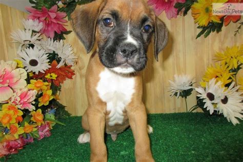Look at pictures of boxer puppies who need a home. Boxer puppy for sale near Chicago, Illinois | 7027b6a6-5ed1 | Boxers for sale, Boxer puppies for ...