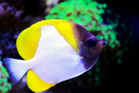 Yellow Pyramid Butterflyfish Hemitaurichthys Polylepis Stock Image