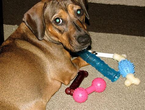 Dogs And Dildos 14 Pics