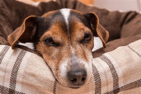 Zapalenie stawów u psa - przyczyny, objawy i leczenie. Jak pomóc psu z ...