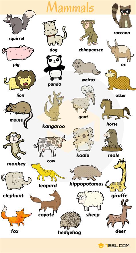 List Of Mammals Useful Mammal Names With Pictures 7esl Animals