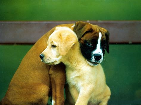 Guide Dogs Pic Two Puppies Hugging Each Other What A Touching Scene