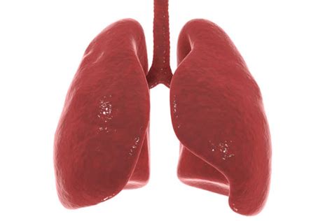 Healthy Human Lung