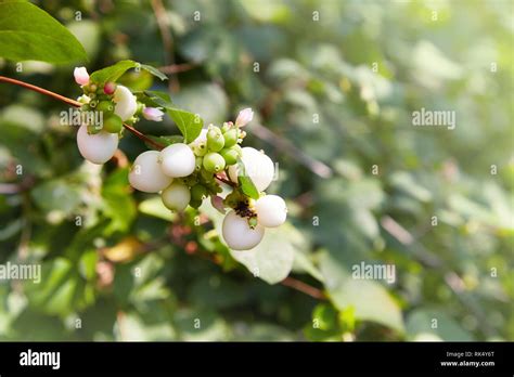 Symphoricarpos Shrub With Decorative White Berries Shrub Which
