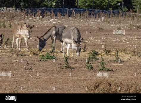 Group Of Donkeys Grazing In The Countryside Stock Photo Alamy