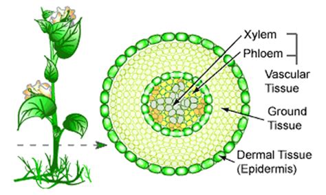 Plant cells are eukaryotic cells present in green plants, photosynthetic eukaryotes of the kingdom plantae. Plant Tissue | kullabs.com