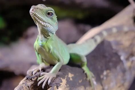 Chinese Water Dragon Care Guide Habitat Enclosure And Diet Everything