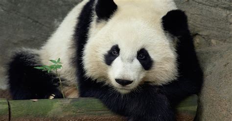 Panda Cam By Animal Planet Zoo Atlanta Time