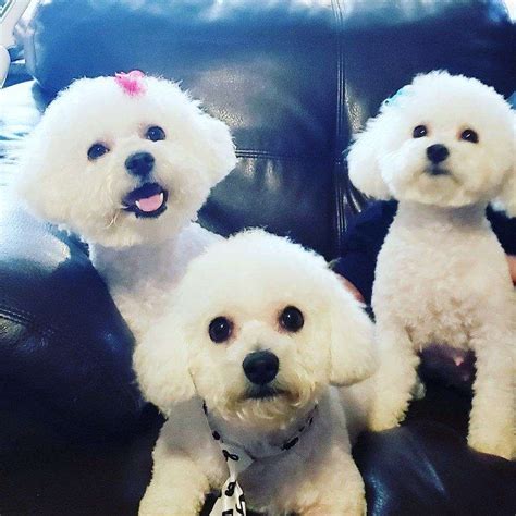 Navigate to the first search result item. Bichon Frise Puppies For Adoption Now Near Me