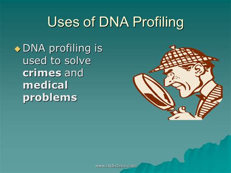 Gizmo student exploration building dna answer key. Dna Profiling Gizmo Answers Quizlet / Kaitlyn Perotti Dna ...