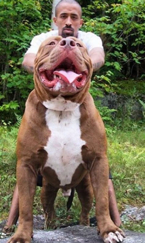 hulk the biggest pitbull in the world hulk is on youtube attracted around 1 1 million views in