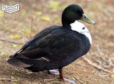 Maybe you would like to learn more about one of these? تفسير رؤية حلم البط الأسود في المنام للرجل والمتزوجة ...