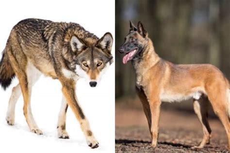 Belgian Malinois Wolf Mix Why Wolf Hybrids Are Not A Good Idea