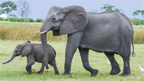 Fun Facts About Elephants Trunks Memory Ears Diet Habitat