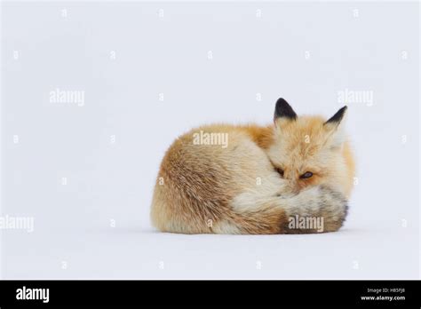 Red Fox Vulpes Vulpes Curled Up In Snow Yellowstone National Park