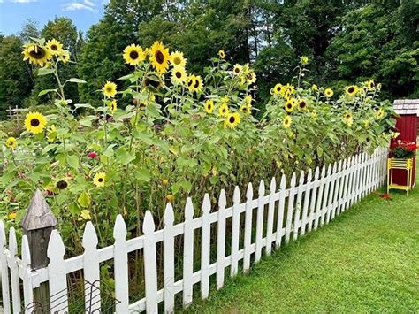 35 Beautiful Sunflower Garden Ideas To Add Happy Vibes To Your Home In