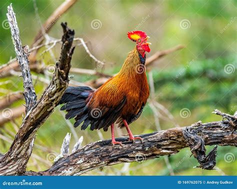 Sri Lanka Junglefowl Is Standing On A Log In The Jungle Stock Image