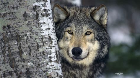 Gray Wolf Full Hd Wallpaper And Background 2560x1440 Id673717