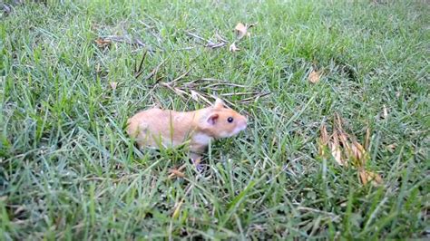 Hammy Hamster In Backyard 2011 Aug Youtube