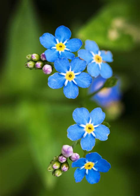 Blue Forget Me Not Flowers 2155085 Stock Photo At Vecteezy