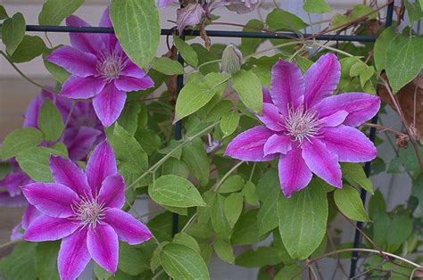 Caring for your clematis vines. easy How to Spring Prune Clematis - Flower Patch Farmhouse