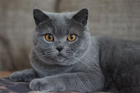 Grey Domestic Cat Mieze · Free Photo On Pixabay