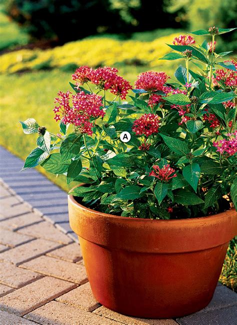 10 Of Our Best Butterfly Container Garden Ideas Container Garden