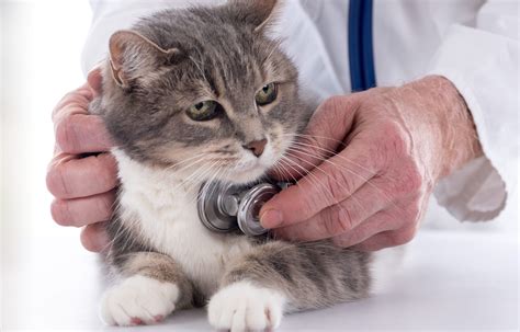 A Step By Step Guide To Running Blood Pressure Clinics Veterinary